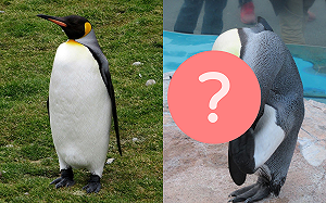 企鵝賣力歪頭！竟成「超現實」奇景