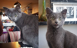 貓天生4耳超仙氣！見奴才秒變蜜糖