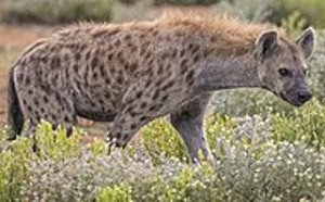 全球首例！ 美國丹佛動物園2隻鬣狗確診新冠肺炎