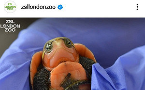 倫敦動物園誕生瀕危物種「大頭龜」 頭太大無法當「縮頭烏龜」