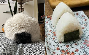 床上出現毛飯糰！網笑：只能用吸的