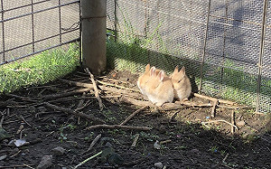 兔兔堅持曬暖暖　全窩陽光小角落！