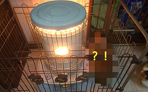 柵欄圍暖爐卻遭貓破解！奴感嘆白搭