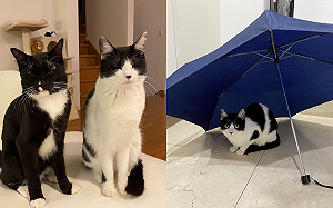 室內開傘會招啥？貓奴實測抓小毛怪