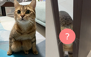 (影)萌貓自毀形象擠臉開門 奴才大爆笑