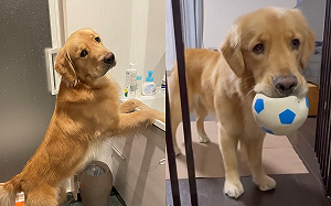 (影)不能進廚房?金金機靈滿點丟球偷闖