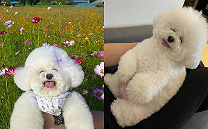 小比熊超陽光!慈祥笑顏像鄰居奶奶