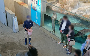 生活無聊？館內海豹站立熱看海獅秀