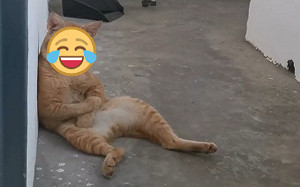 (影)橘貓靠牆大叔坐　雙手抱肚：好餓！