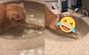 (影)橘貓趴水槽 網笑:泡澡兼喝湯?