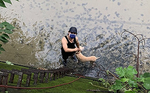 新北動保處官民協力  成功救援大排溝受困狗