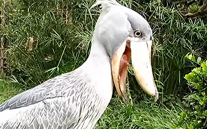 (影)鯨頭鸛入口秒吐 臉綠:呸呸是雜草