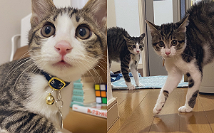 烘乾機開啟!2貓秒變炸毛劍齒龍