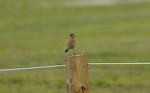 稀客「沙䳭」來訪新北熊猴森樂園 百砲環伺搶拍