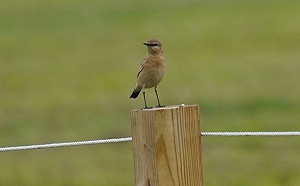 稀鳥「沙䳭」現蹤大台北都會公園　新北動保處籲三不守則賞鳥趣