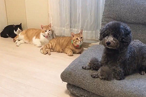 (影)汪回頭驚見3貓緊盯!網笑壓力好大