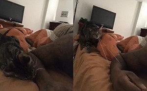 (影)貓對奴才彈橡皮筋!網:隔螢幕都痛