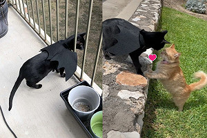 (影)黑貓對阿橘一見鍾情!終修成正果