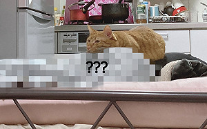 橘貓饋PP看電視!網笑:畫面有味道