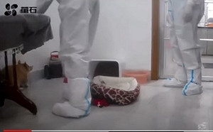 中國防疫人員破門虐殺寵物影片曝光 網譙非法入侵
