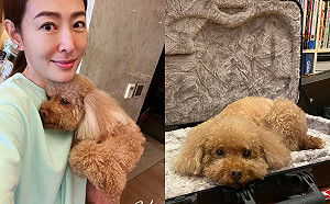 賈永婕原諒咬傷愛犬飼主!暖心捐紅包:毛孩子都不要受苦