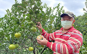 嘗鮮趁現在 八里帝王柑正值產季
