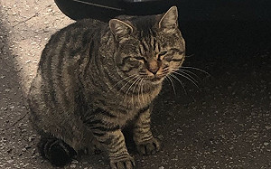 外婆家貓忽胖忽瘦？真相揭曉孫笑翻