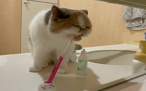 (影)貓咪愛乾淨自己刷牙！奴才卻崩潰了