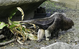 (影)大食蟻獸神隱?其實是「冬日愛睏」