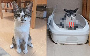 貓上廁所「這樣蹲」！網：在相撲？