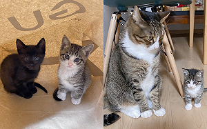 1月奶貓vs.73月成貓！身形對比超萌