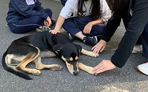 宣傳愛護動物!新北校園犬貓影片網路票選投票至11/25止