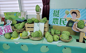 首批1萬箱冷凍鳳梨釋迦外銷日本！農委會：訂單比預期熱烈