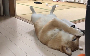 (影)戲精柴吃太快！懊悔打滾：天公伯啊