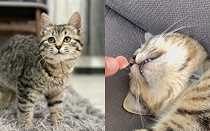 (影)肉放到熟睡貓鼻前！嘴巴狂嚼吞口水