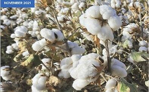 新疆血汗棉爆繞道洗白 全球百家品牌不知不覺用了