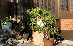 貓窩花盆曬太陽！瞇眼萌樣融化網