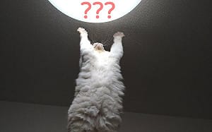 喵星連線中？貓高舉雙手膜拜1物