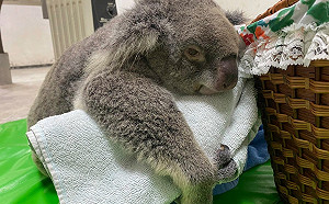 北市動物園無尾熊「Grace」染急性白血病 園方忍痛安樂死