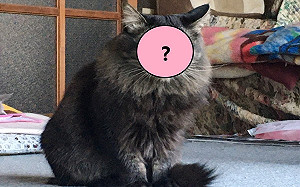 (影)貓咪端坐地毯取暖!屋主:你是誰?