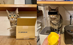 奴才要盛飯！貓咪化身「石敢當」