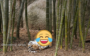 幼虎翻肚酣睡!網笑:這是家貓吧?