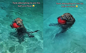 (影)美洲豹抱球當浮板！開飛機耳一臉囧