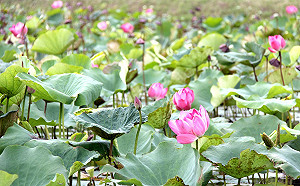 漂流木「荷」你遨遊 樹林又添新北秘境