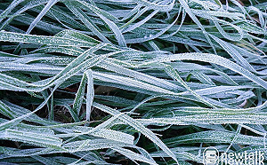 良影一二》寒流來襲梨山下霜 草木抹上一層白霜美麗動人