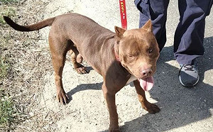 疑爆發比特犬棄養潮!山區捕獲4隻