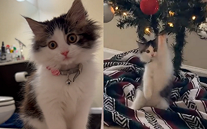 聖誕樹被當巨大逗貓棒！奶貓玩瘋