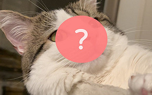 貓常露厭世臉！網：不想上班的我