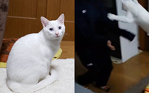 (影)飼主歸家！白貓「秒衝懷」熱烈歡迎