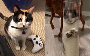 (影)貓鑽塑膠盒尷尬了!奴才反應超專業